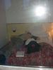Filename=047_-_Tommy.jpg
Filesize=31KB
Dimensions=360x480
Date added=Dec 17, 2006 047_-_Tommy.jpg