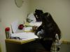 43_-_Virginie_at_work.jpg